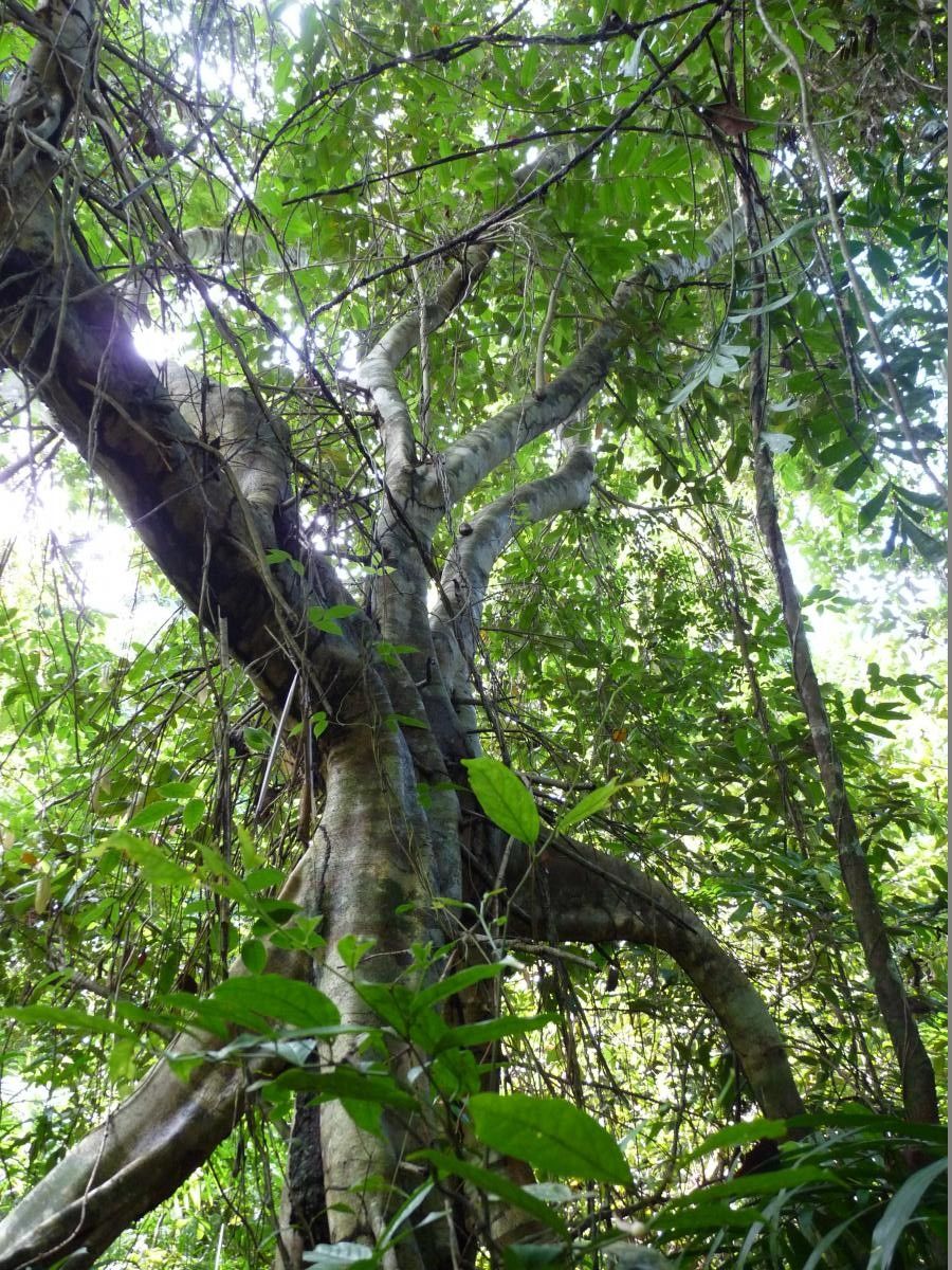 Xylopia rubescens habit