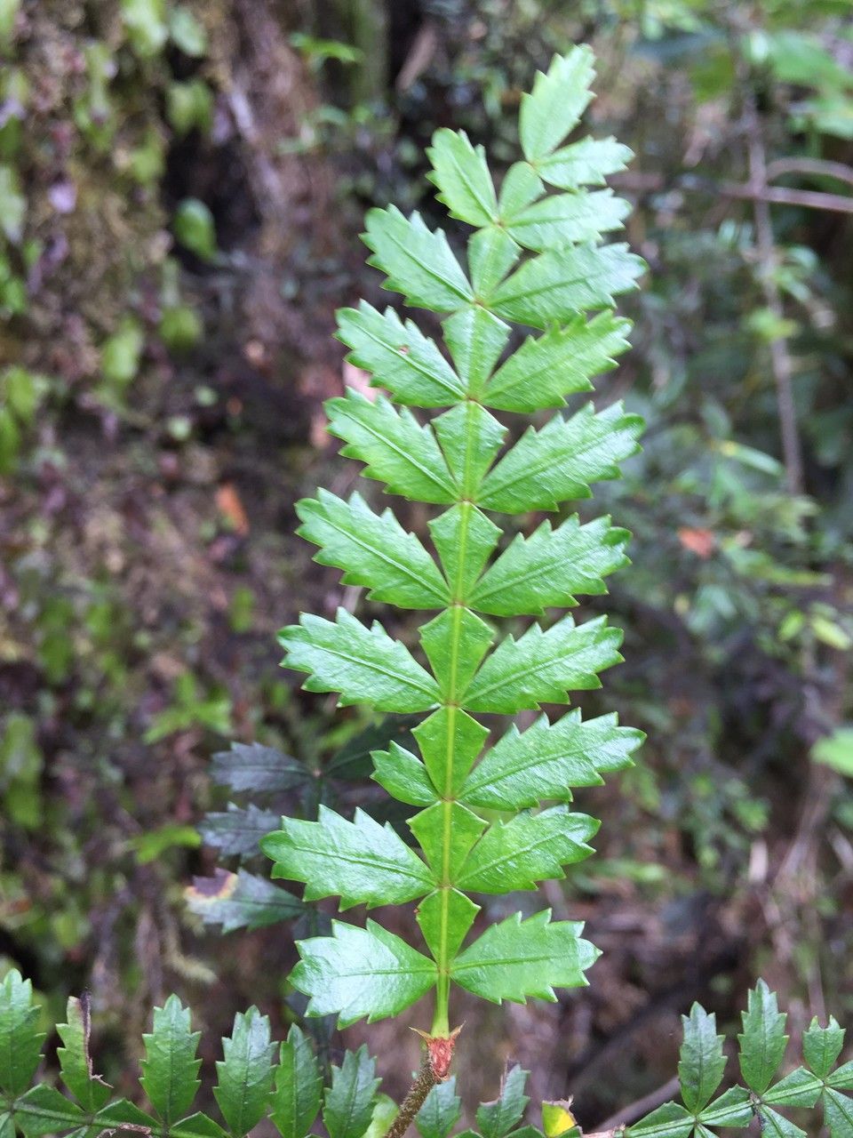 Weinmannia trichosperma leaf