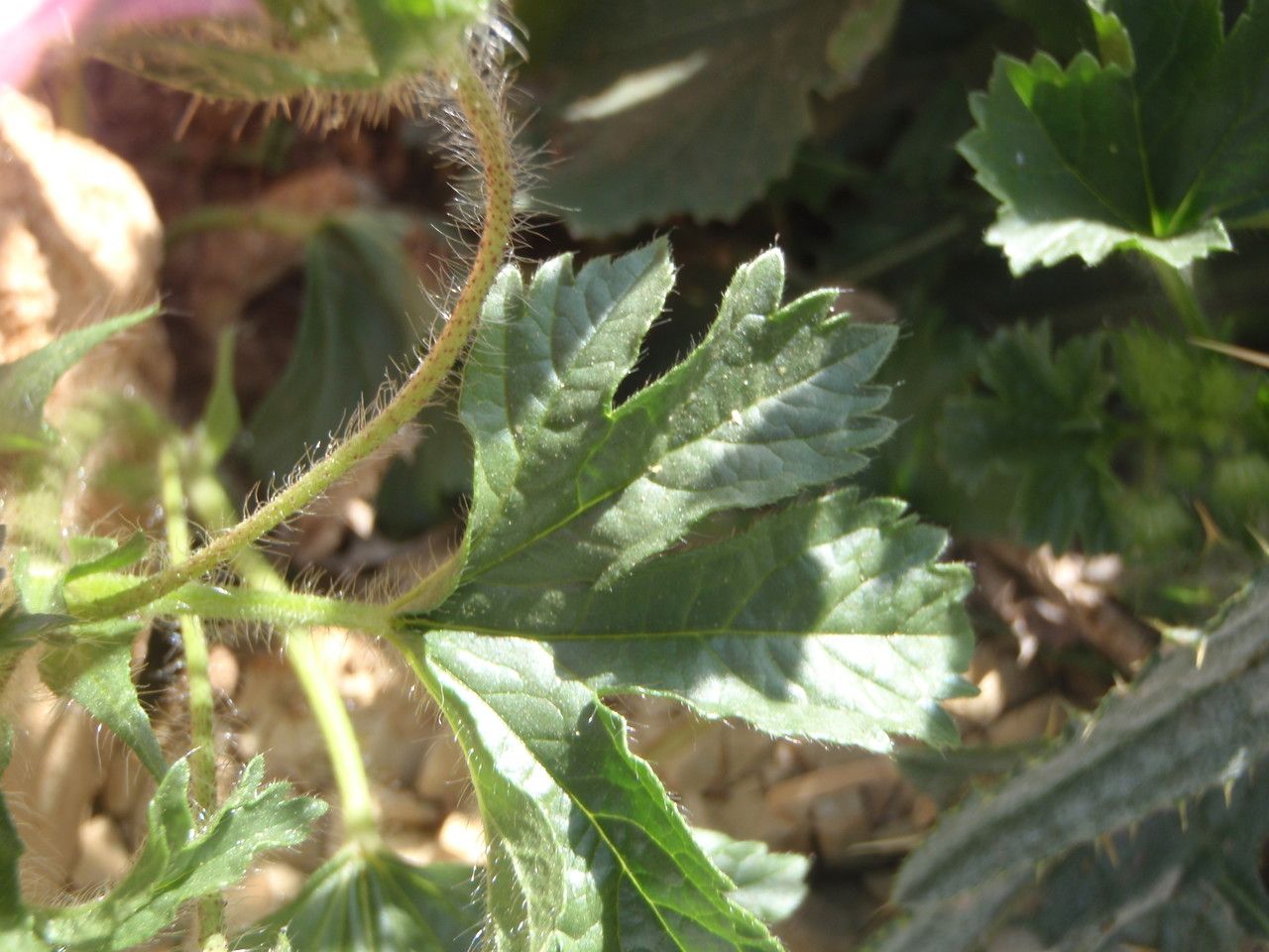 Althaea longiflora habit
