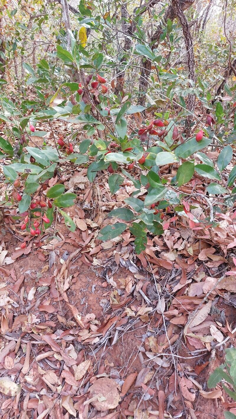 Copaifera magnifolia habit