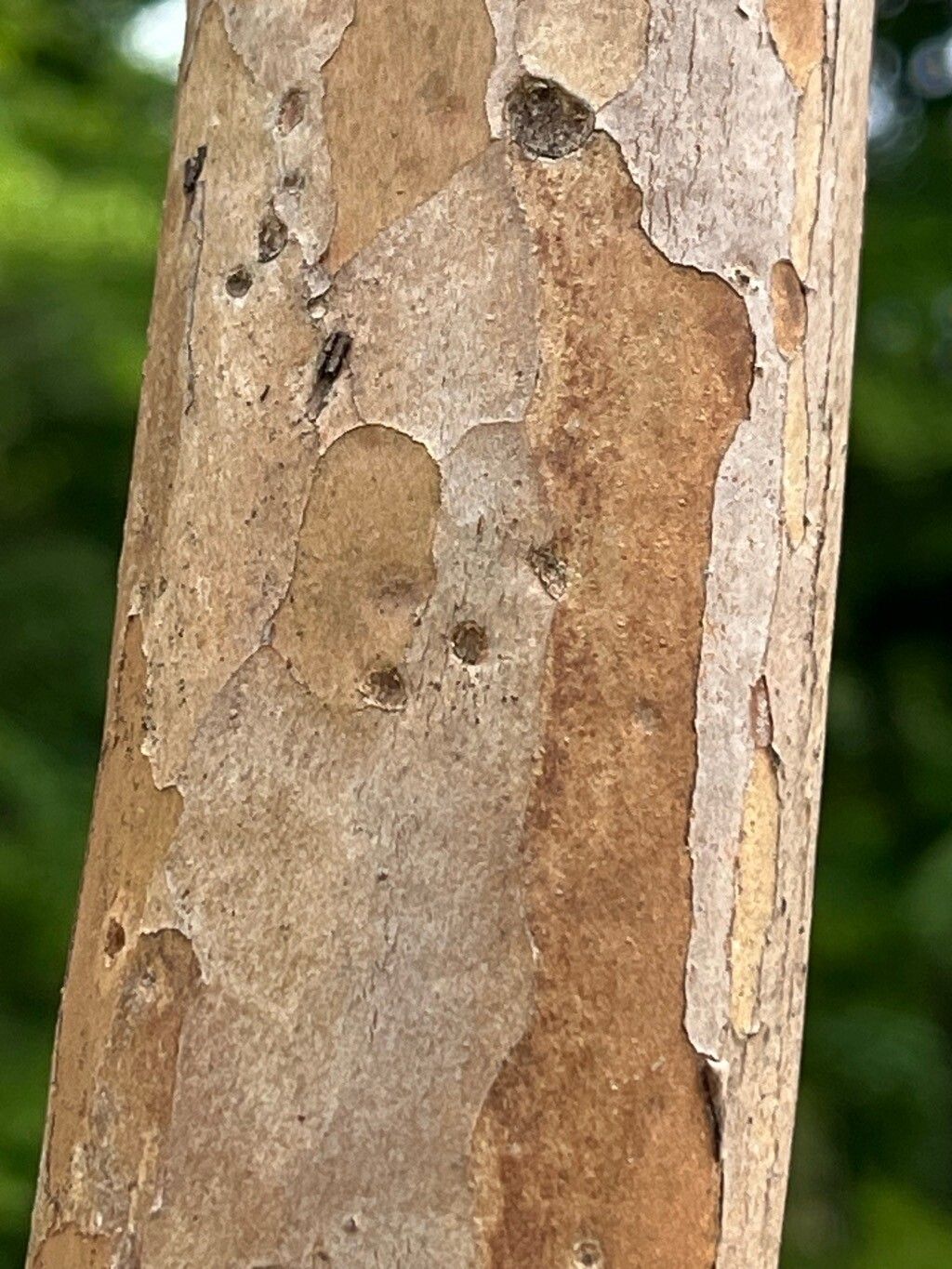 Psidium densicomum bark