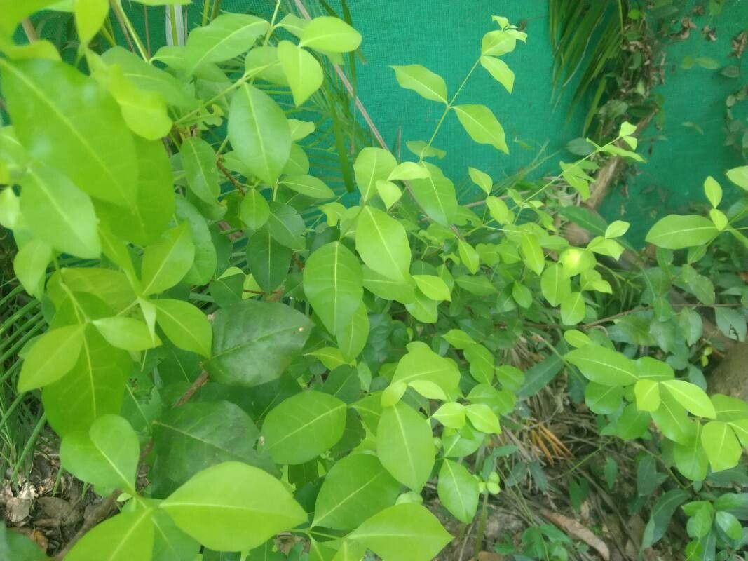 Chionanthus foveolatus habit