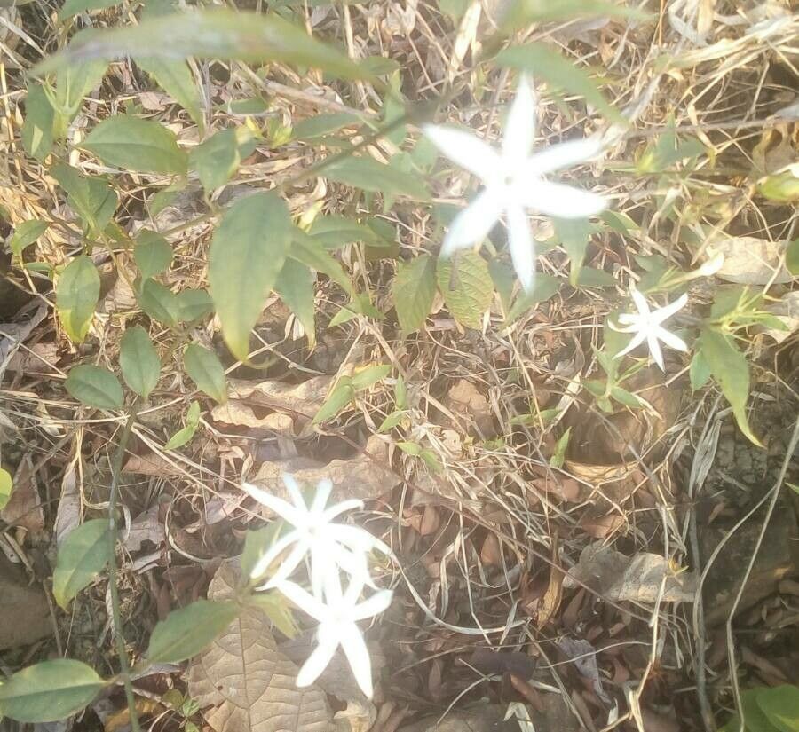 Jasminum malabaricum flower
