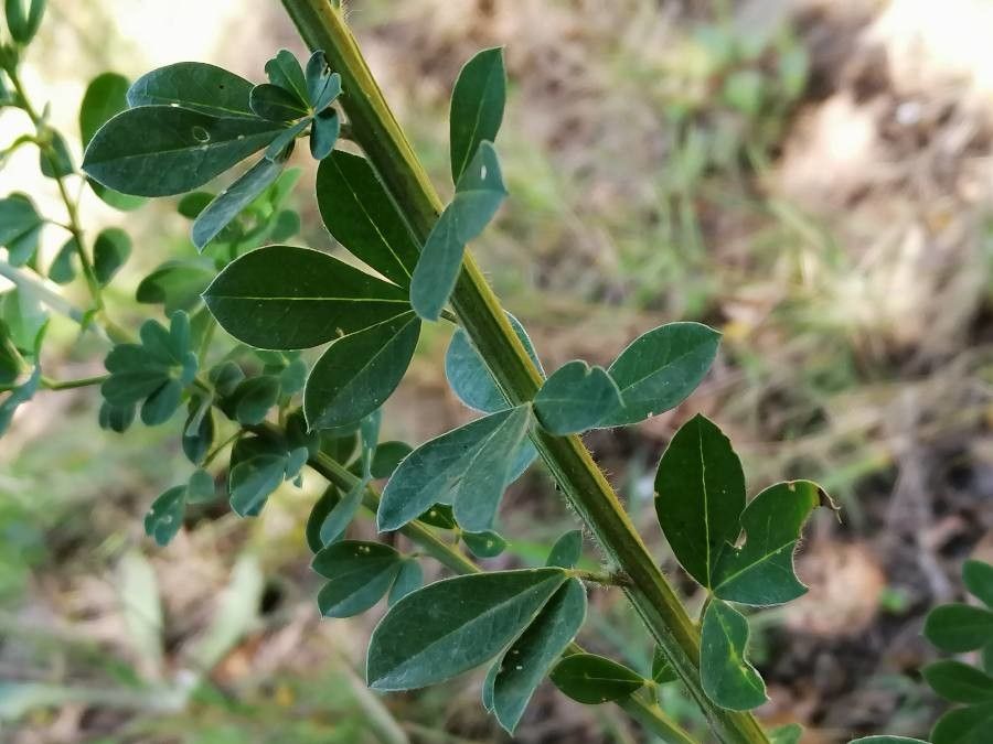 Cytisus arboreus — related species from the same genus