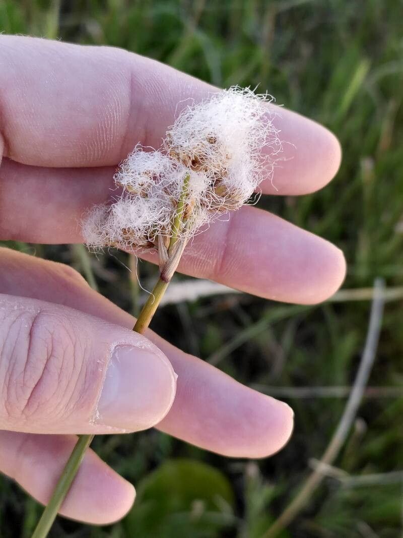 Cyperus trigynus — houseplant care guide