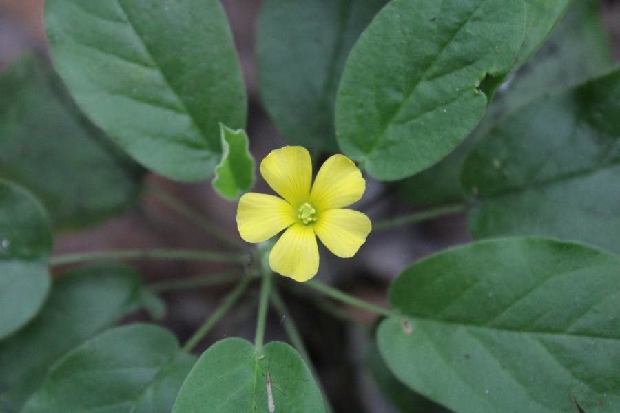 Oxalis dichondrifolia — search result for 'Oxalis'