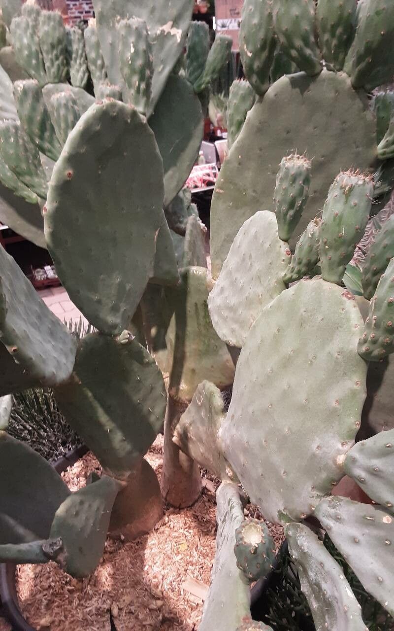 Opuntia megacantha leaf
