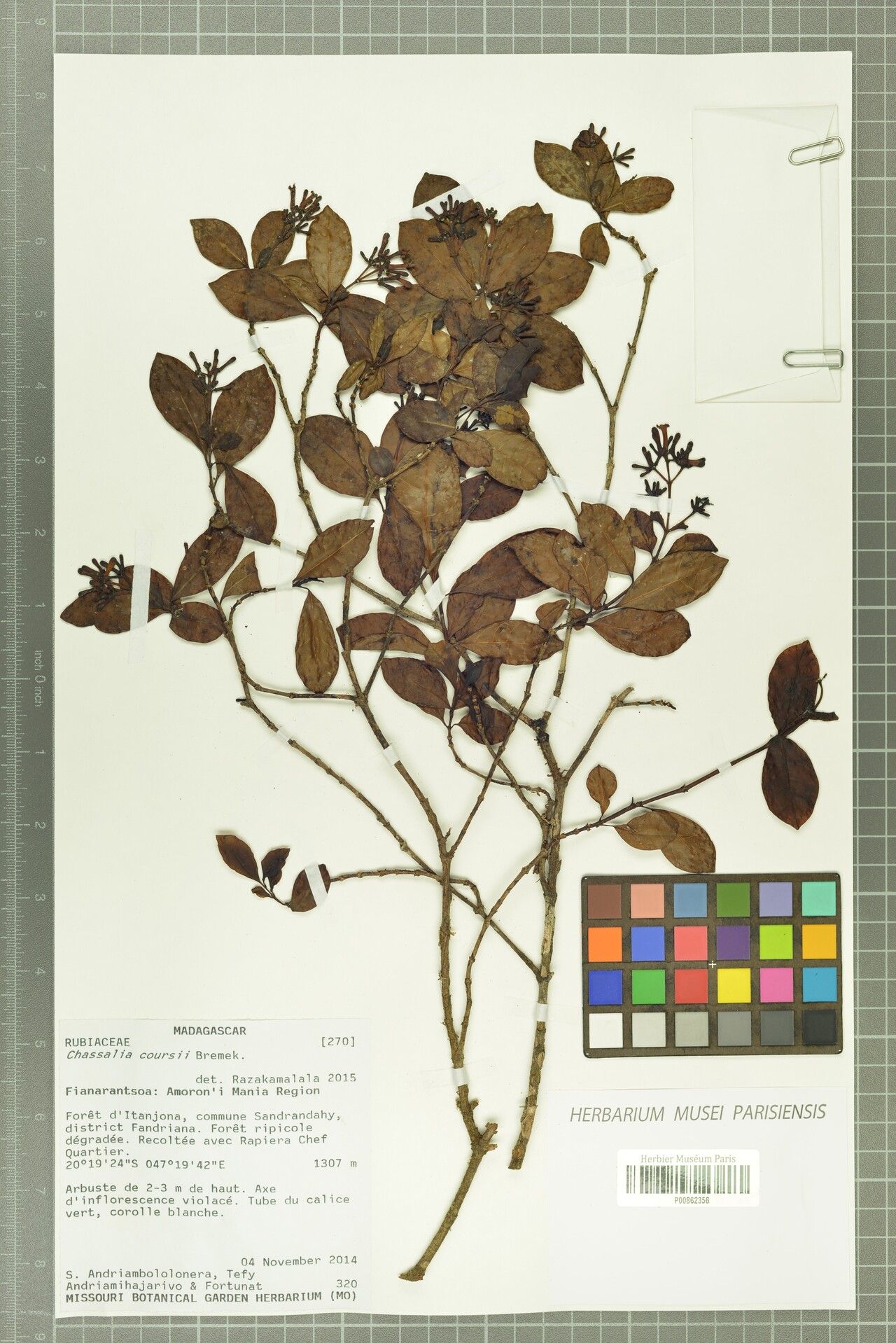 Chassalia coursii — houseplant care guide