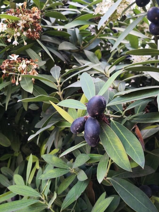 Acokanthera oblongifolia fruit