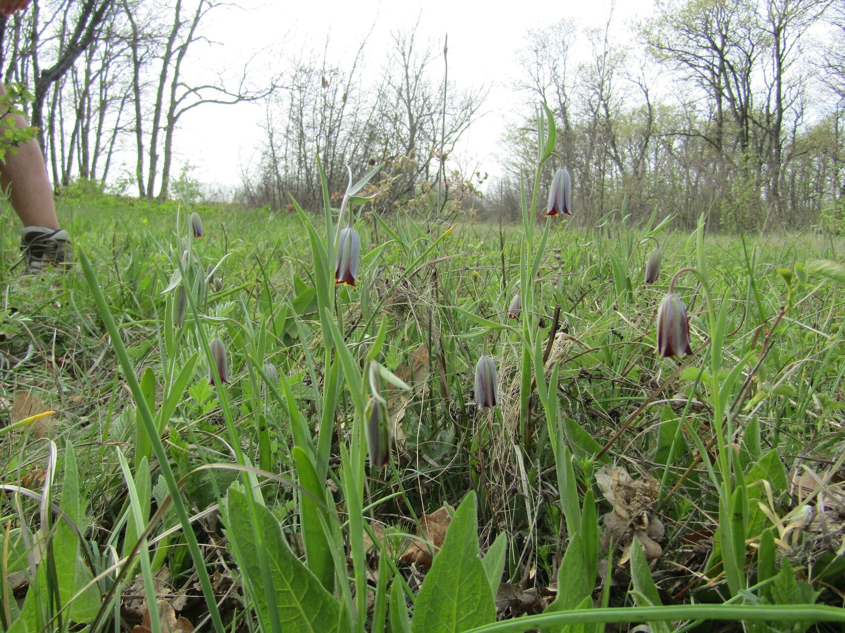 Fritillaria stribrnyi habit