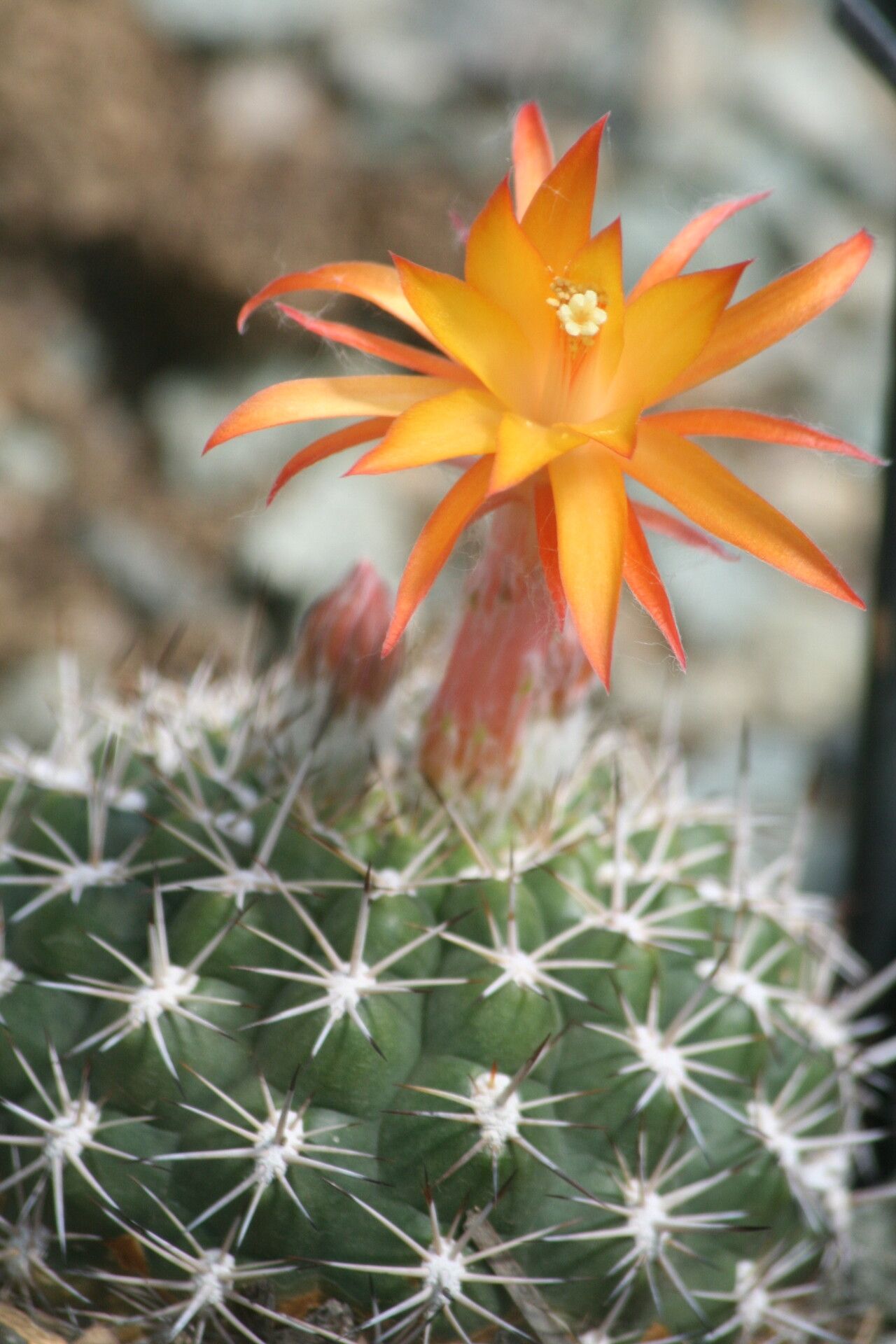 Matucana intertexta — houseplant care guide