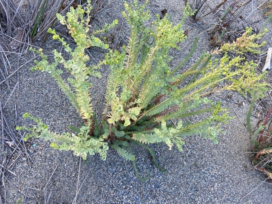 Euphorbia paralias leaf