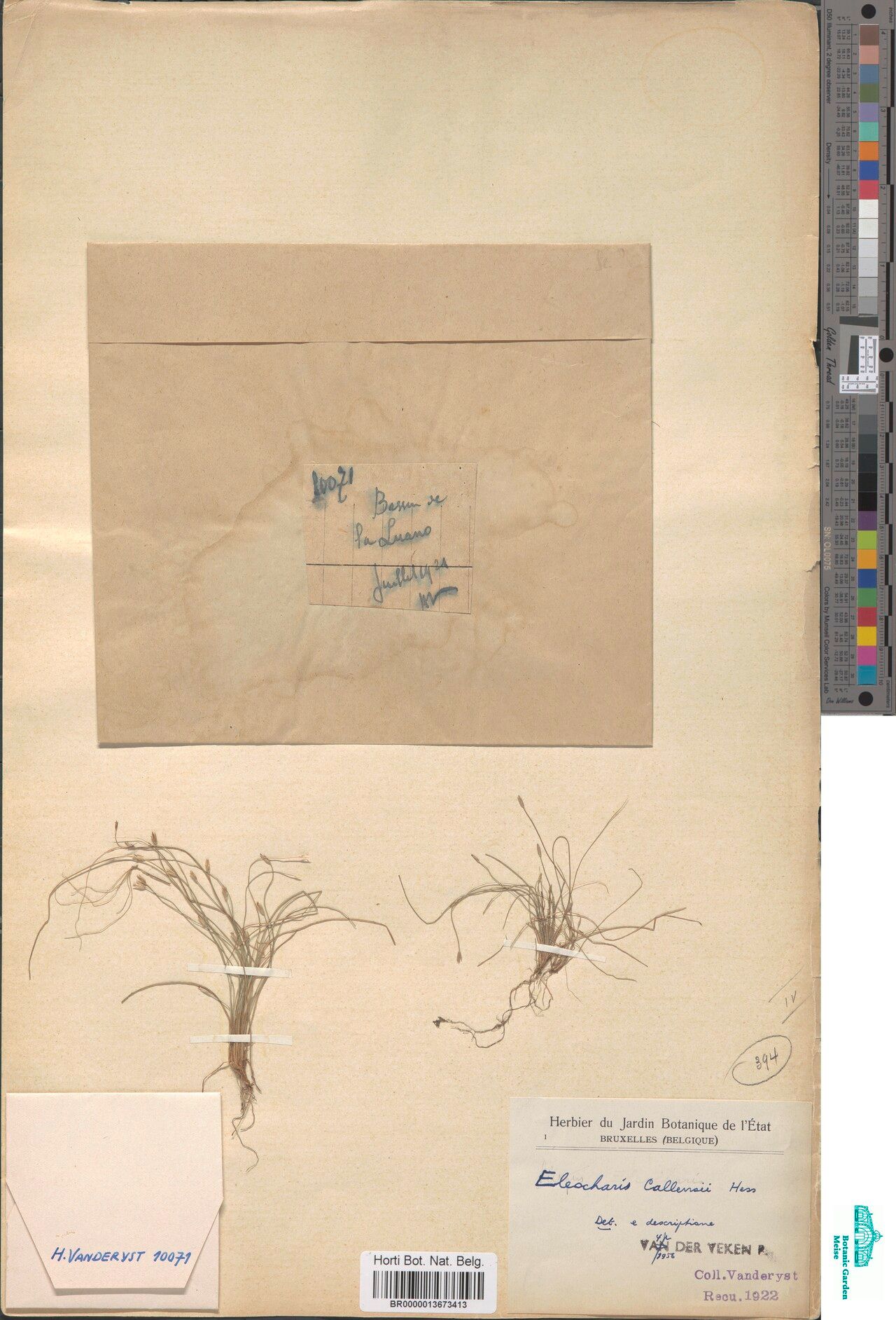 Eleocharis callensii — search result for 'Eleocharis'