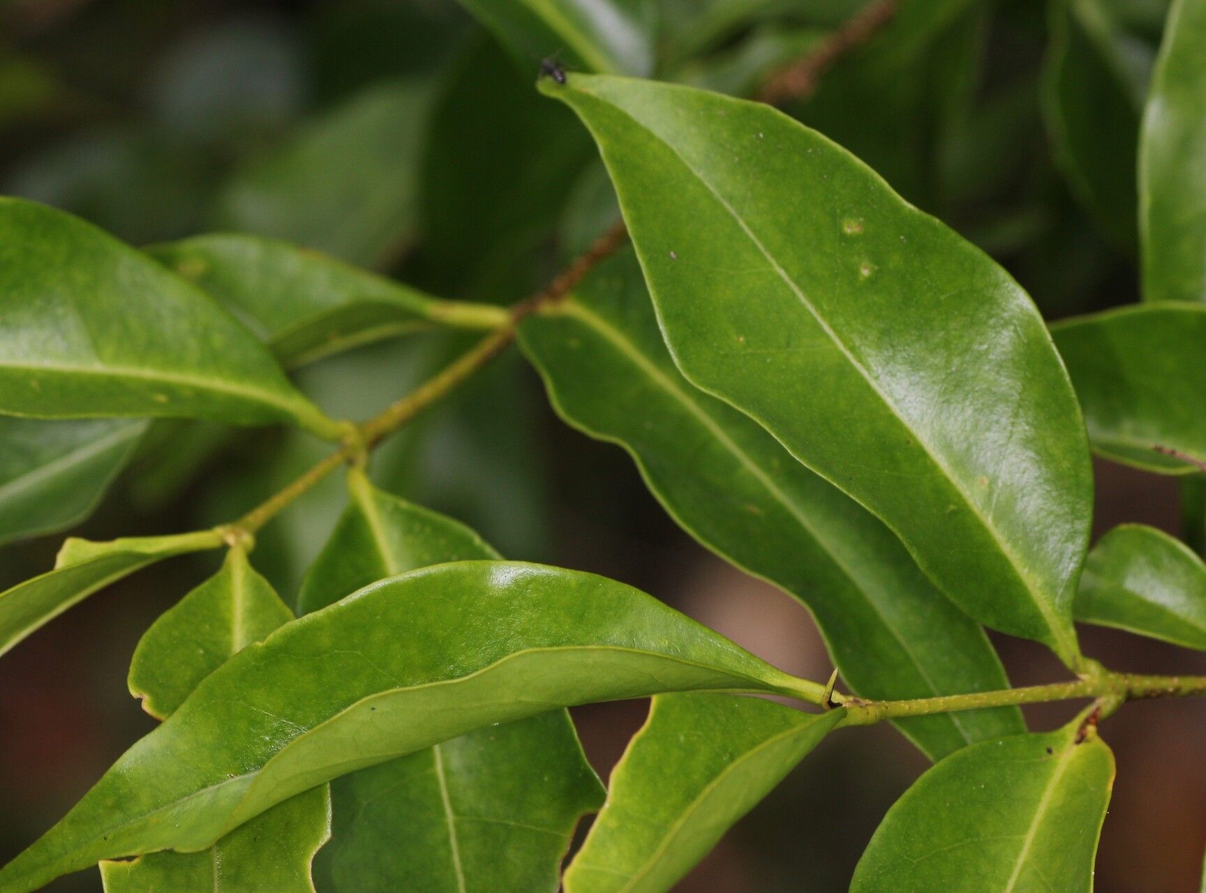 Ligustrum glomeratum