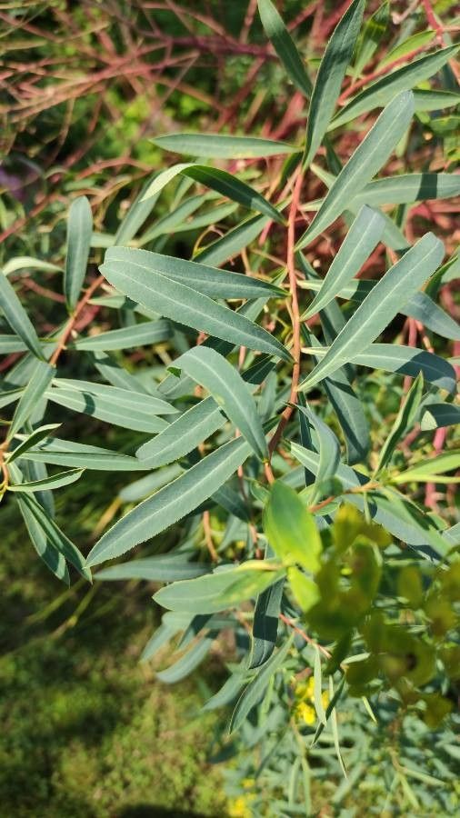 Euphorbia sarawschanica leaf
