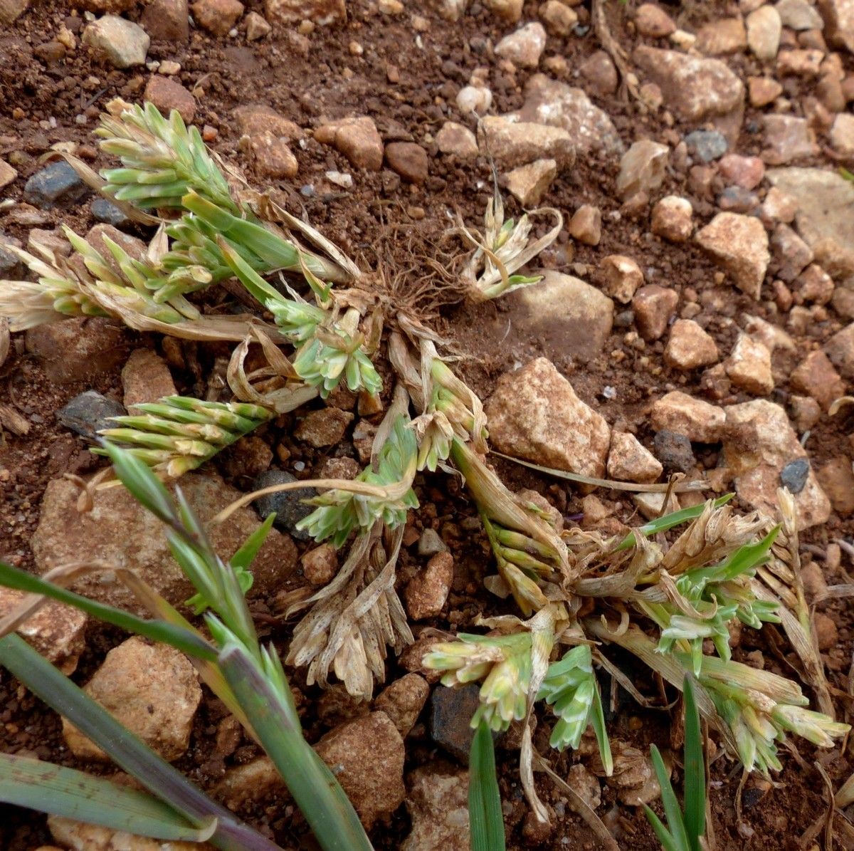 Sclerochloa dura habit