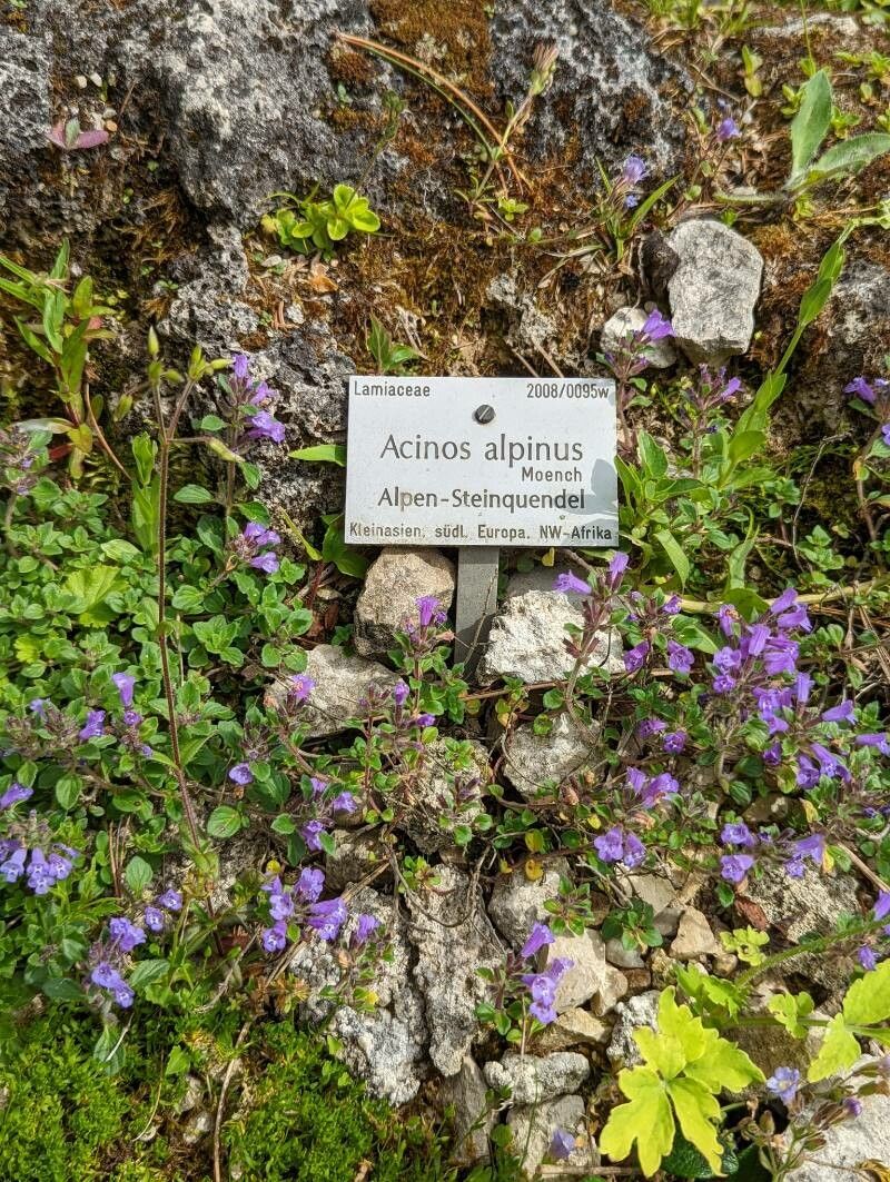 Acinos alpinus habit