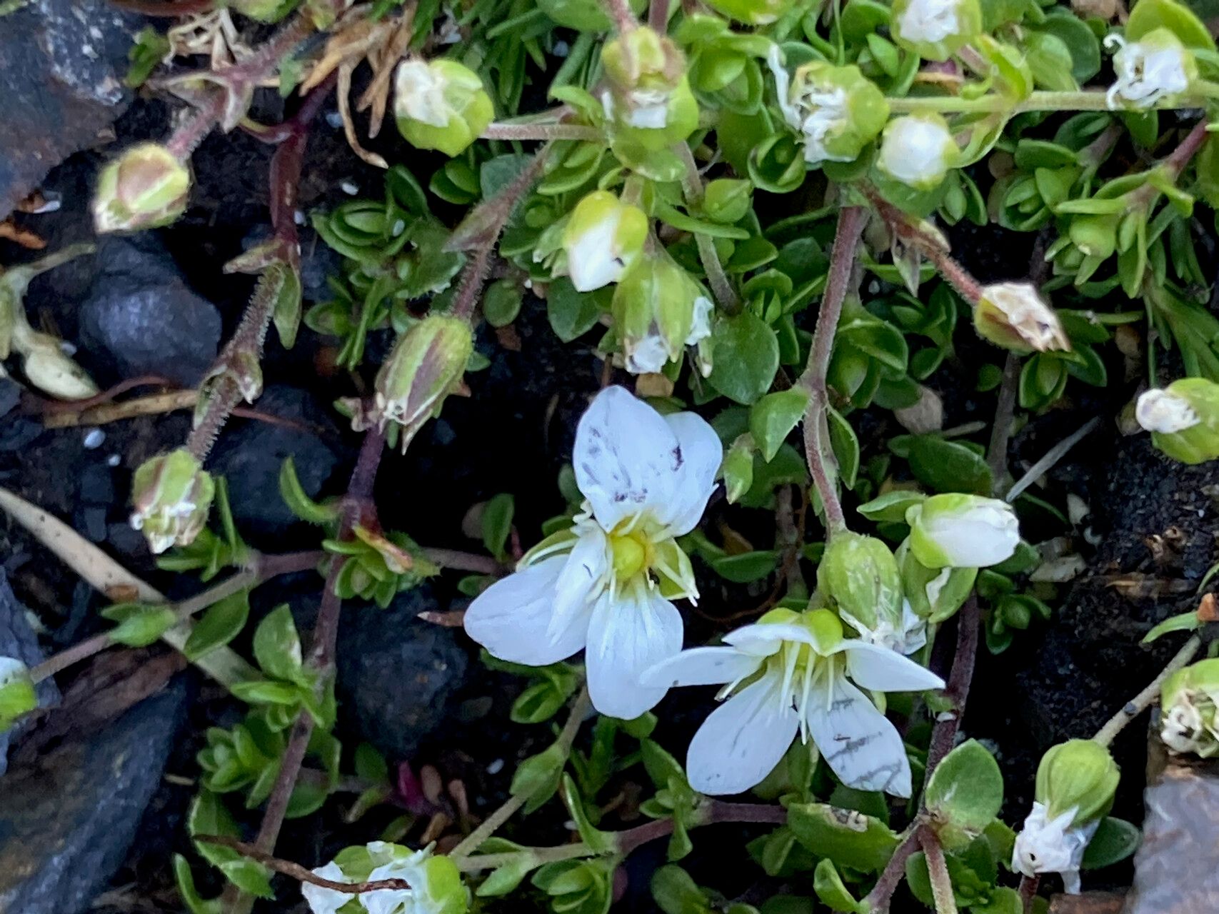 Minuartia cerastiifolia — related species from the same genus