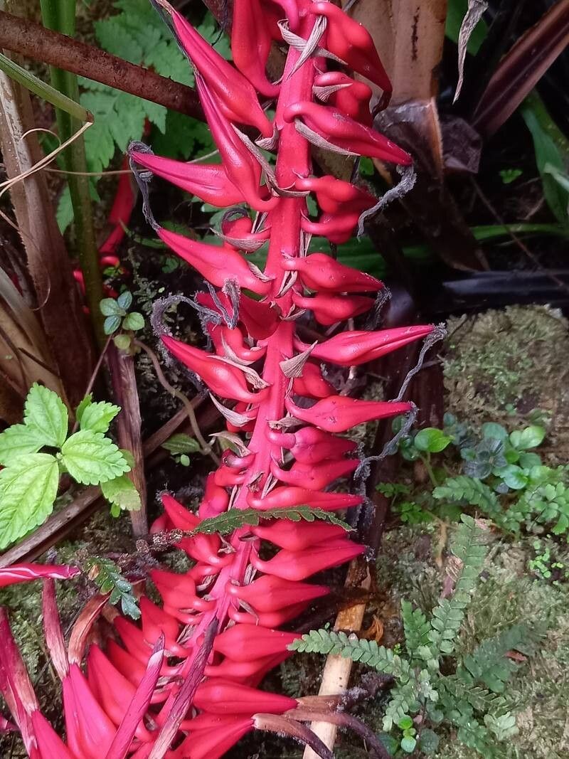 Pitcairnia corallina flower