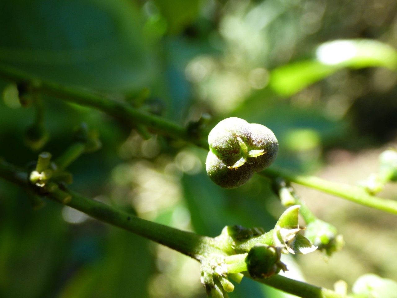 Claoxylon glandulosum fruit