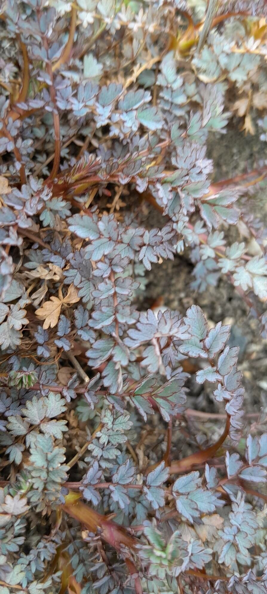 Acaena saccaticupula — houseplant care guide