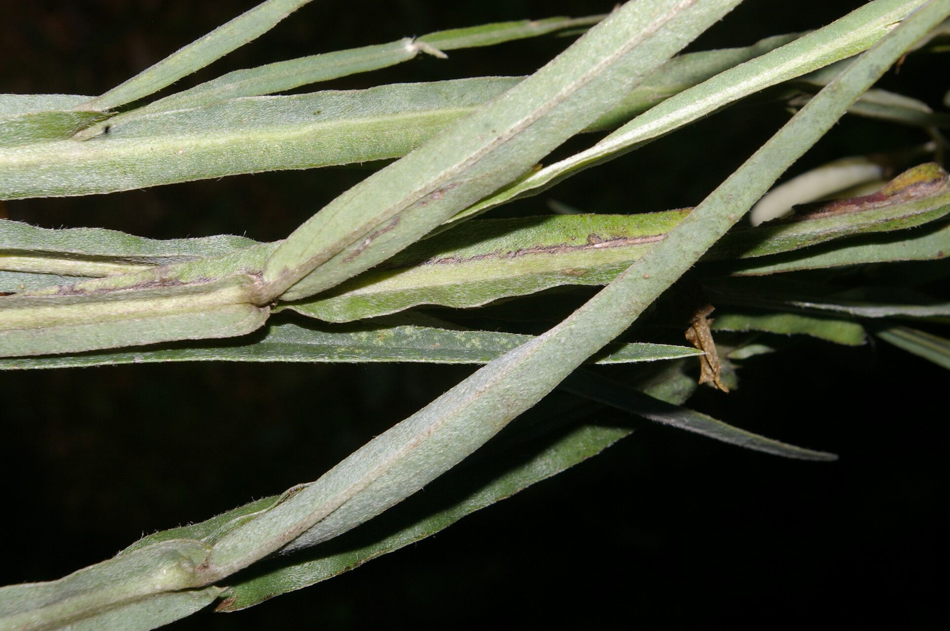 Crotalaria pilosa leaf