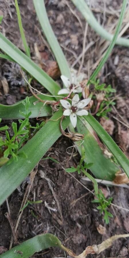 Wurmbea punctata flower