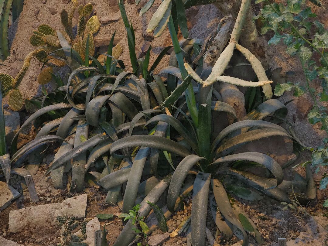 Agave guttata — houseplant care guide