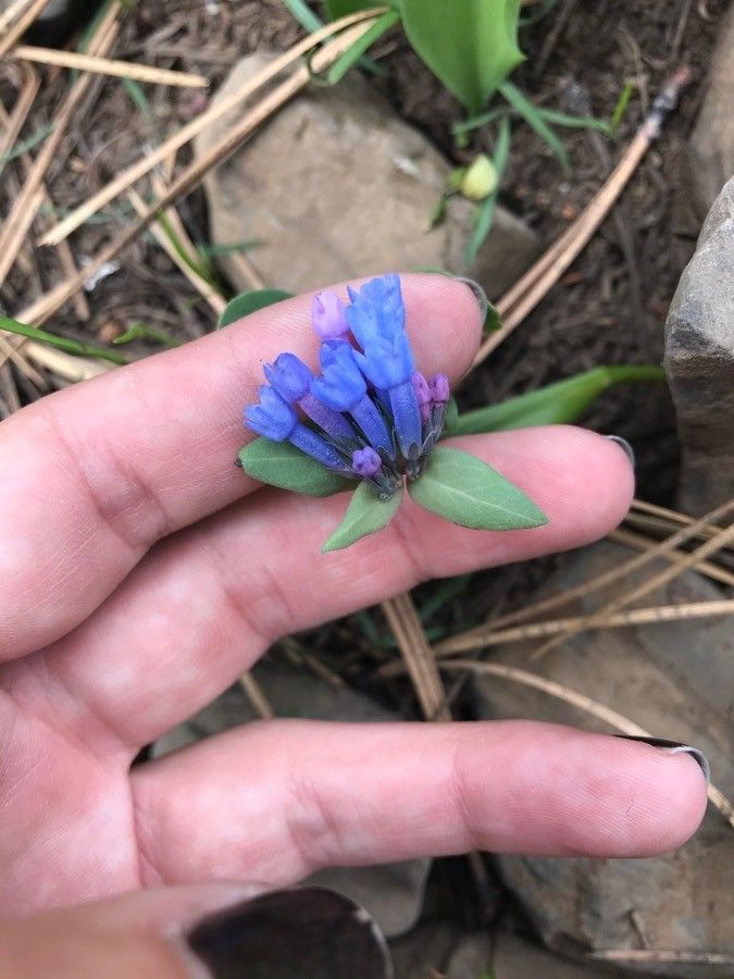 Mertensia oblongifolia flower