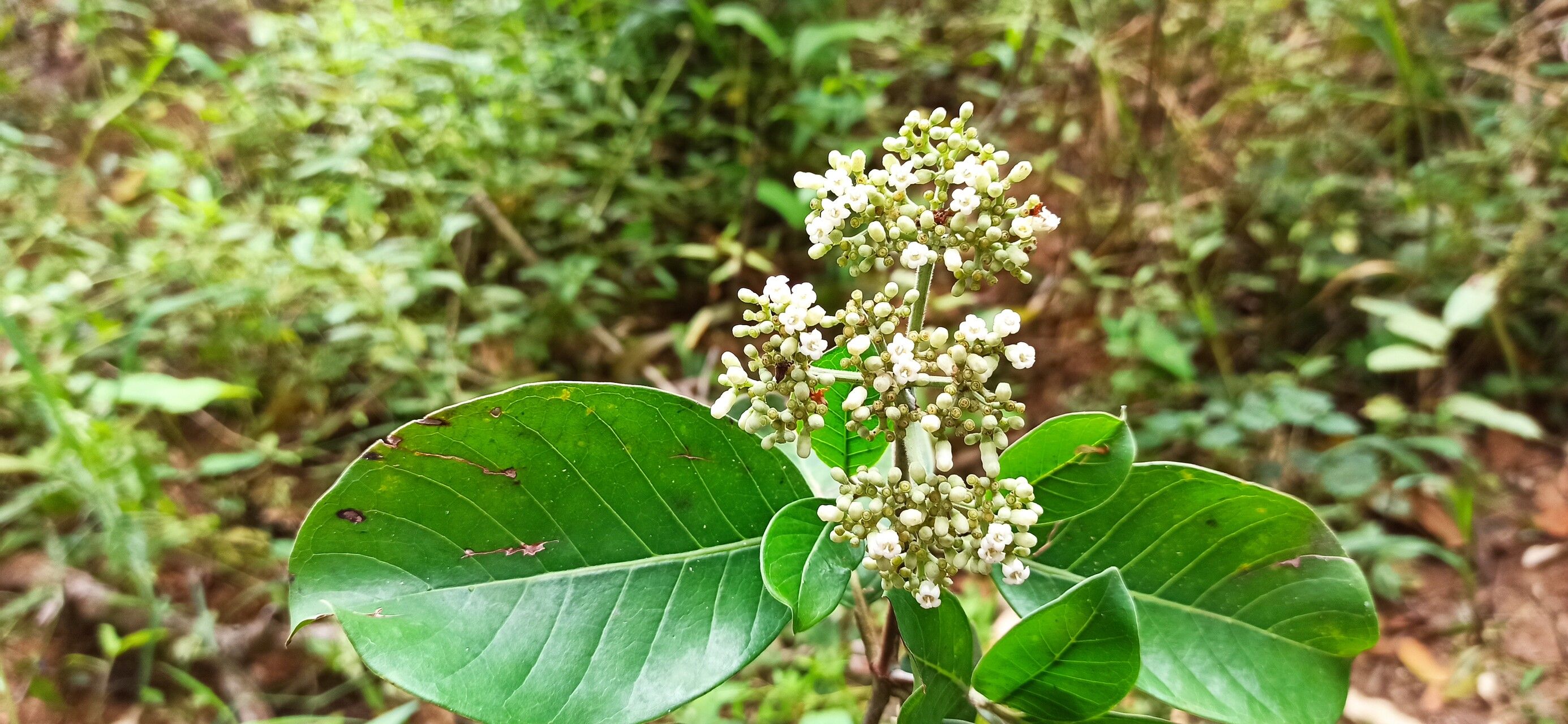 Psychotria articulata flower