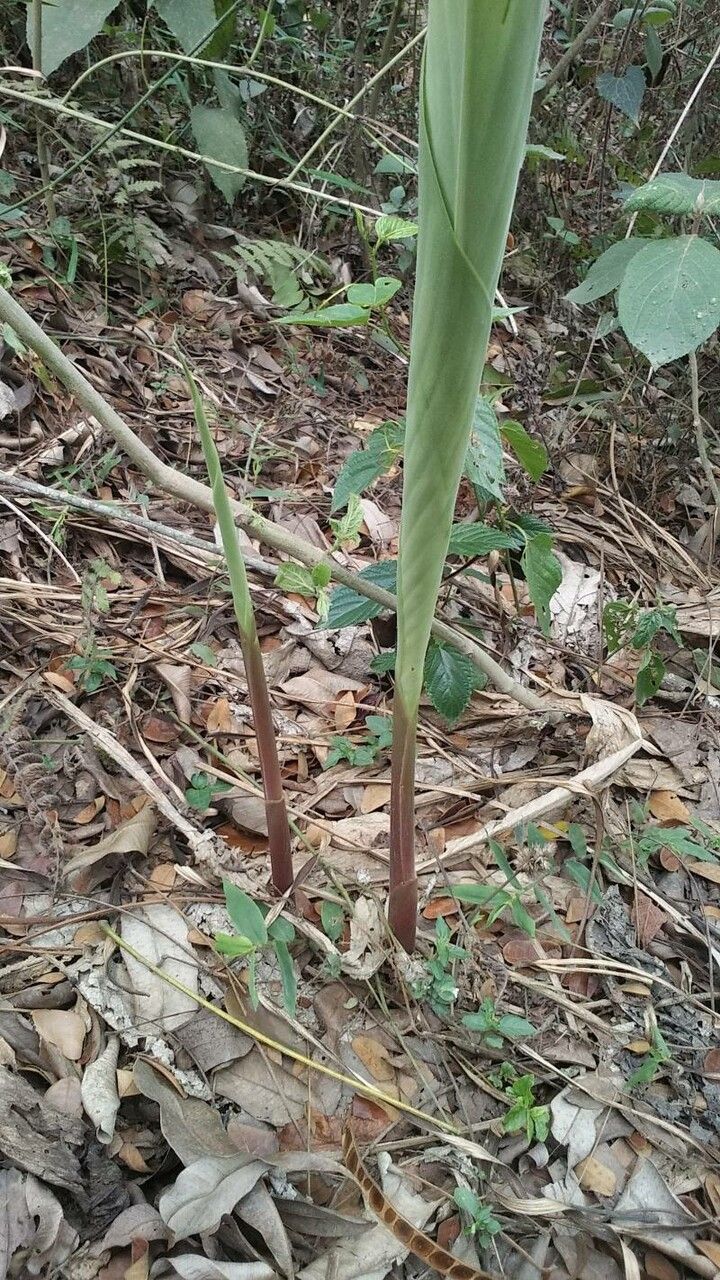 Curcuma caesia — search result for 'Curcuma'