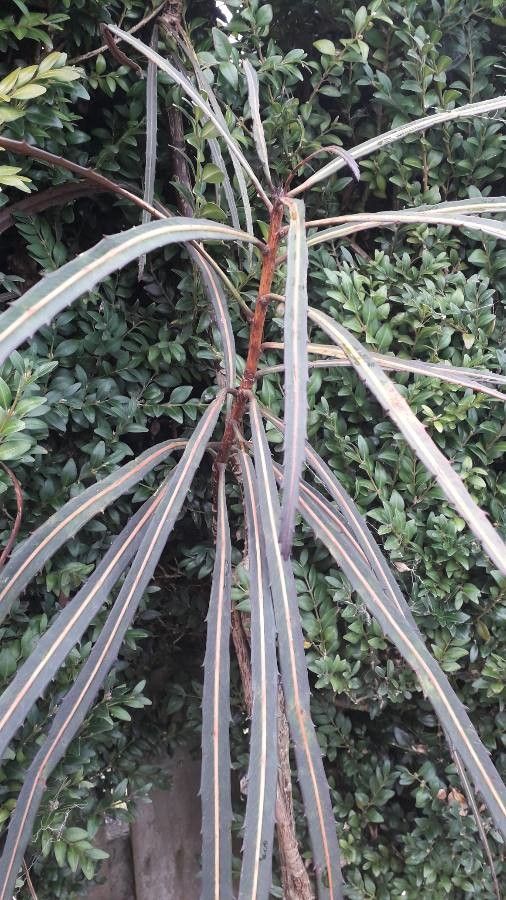 Pseudopanax crassifolius — related species from the same genus