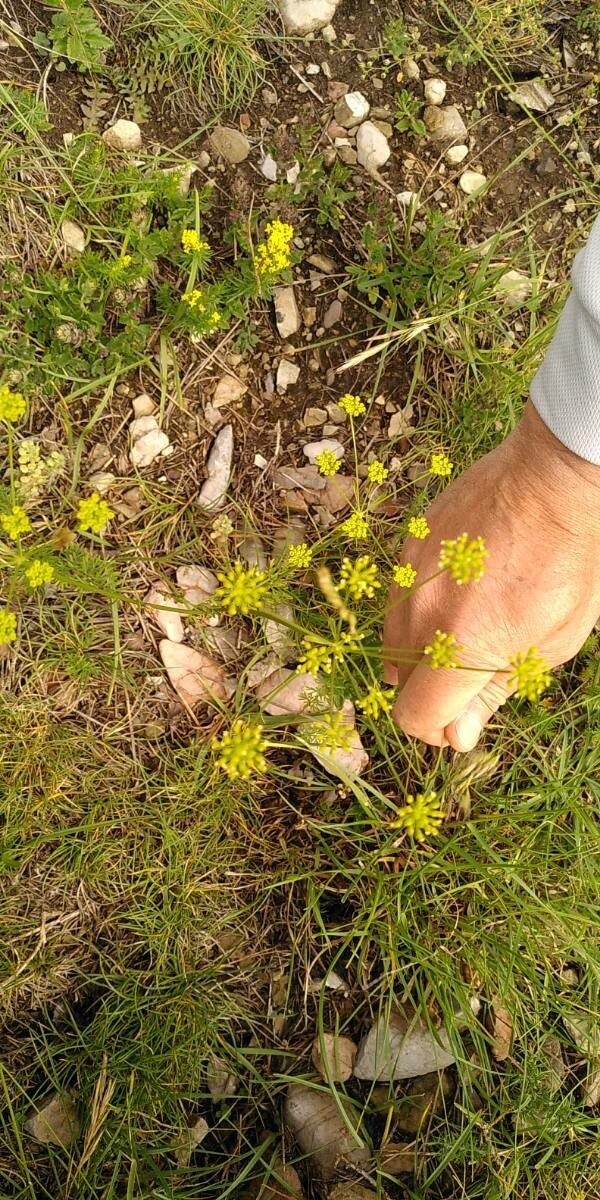 Seseli peucedanoides fruit