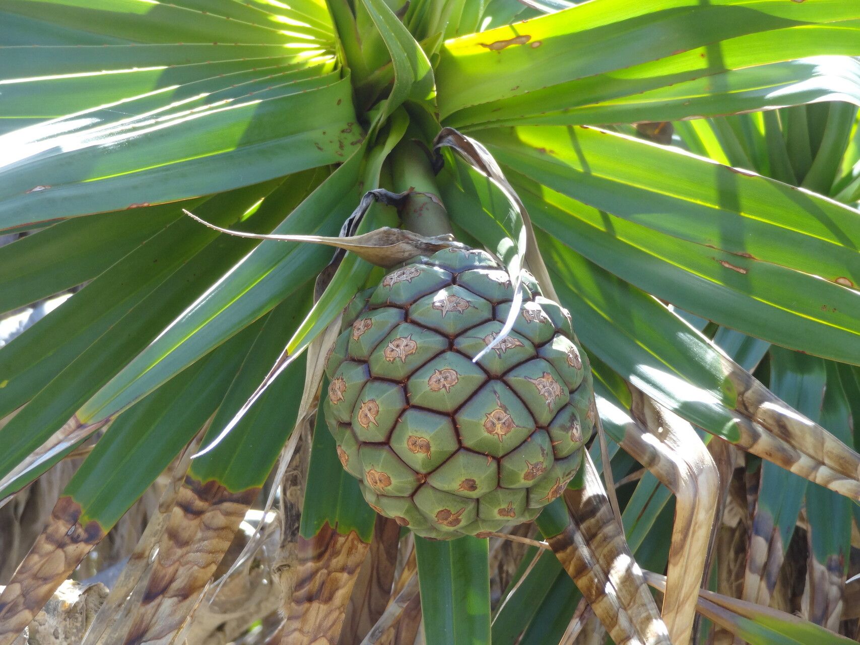 Pandanus heterocarpus — houseplant care guide