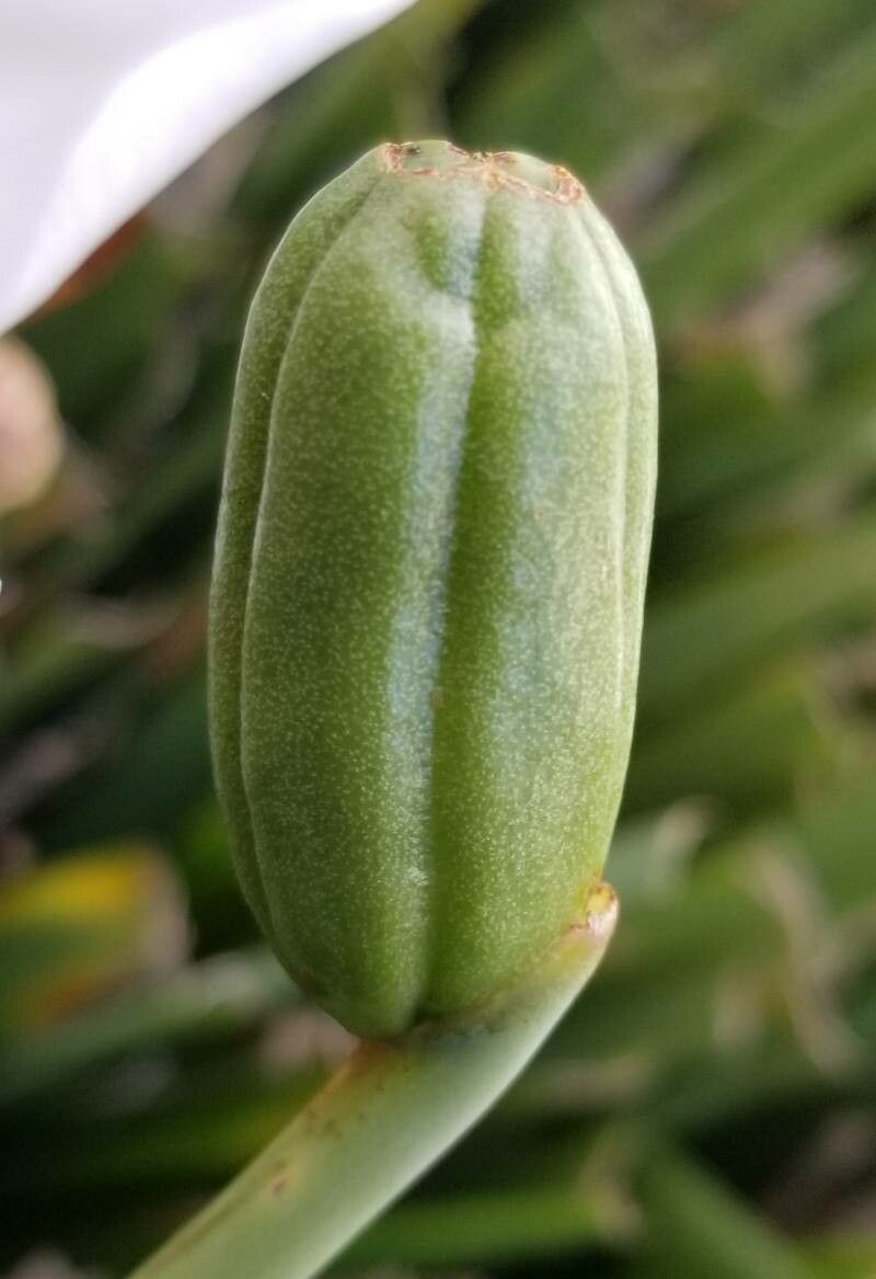 Dietes grandiflora fruit