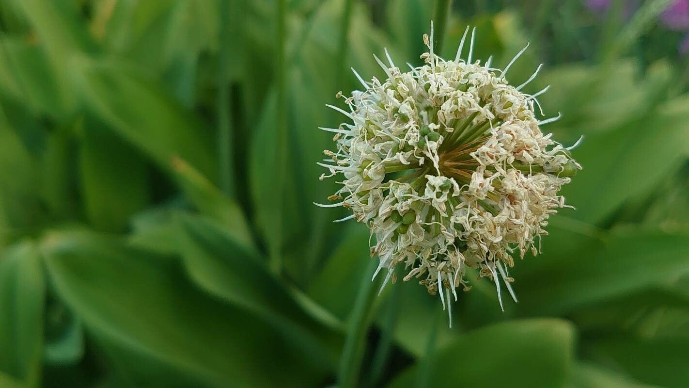 Allium tricoccum flower