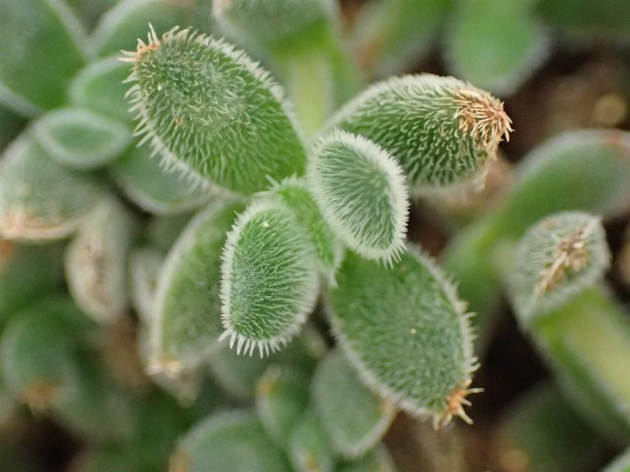 Crassula lanuginosa fruit