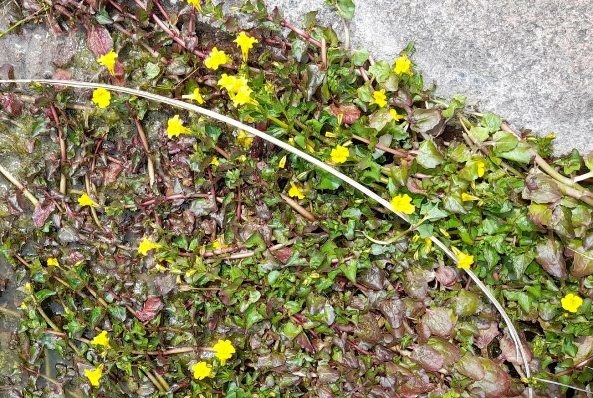 Mimulus glabratus habit