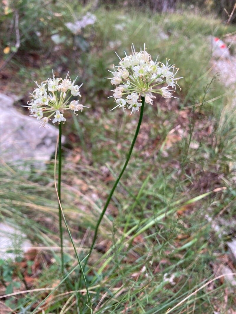 Allium horvatii — houseplant care guide