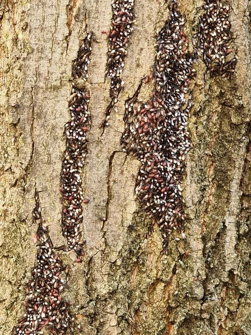 Tilia caroliniana bark
