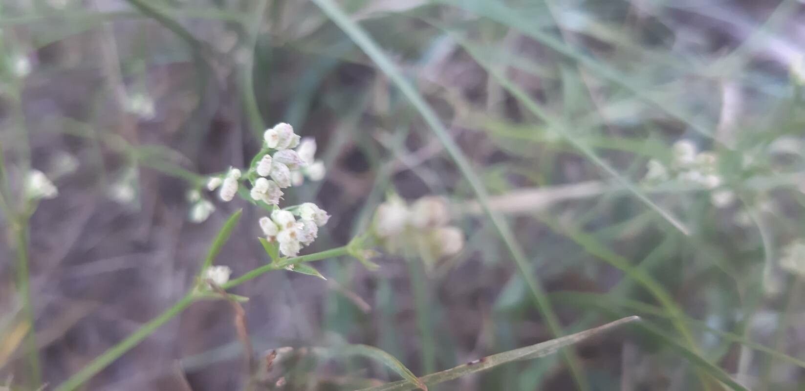 Asperula cynanchica fruit