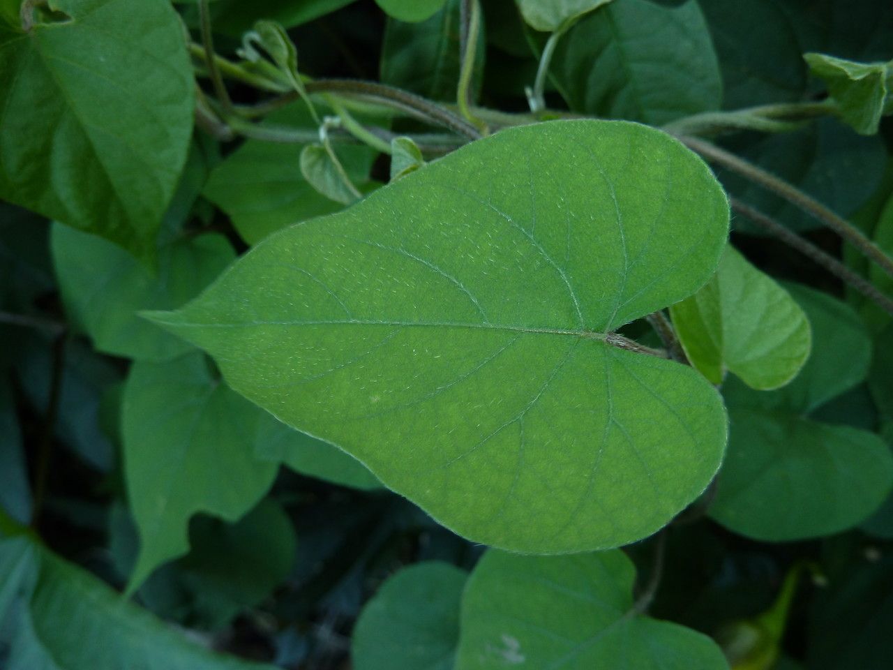 Ipomoea ochracea leaf