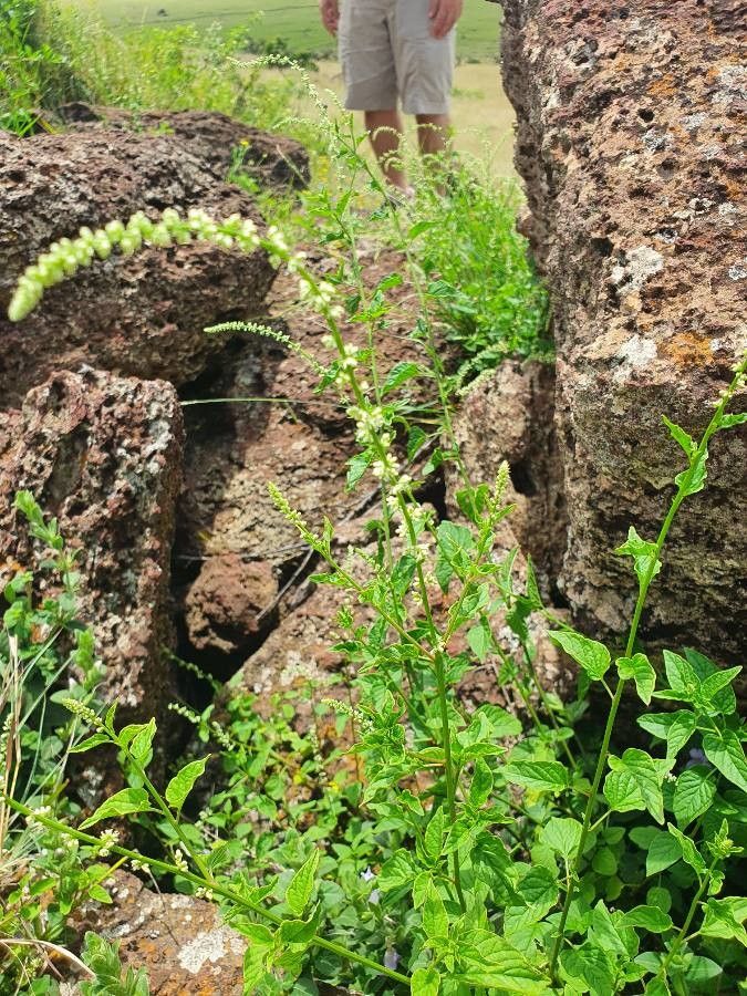 Celosia anthelminthica flower