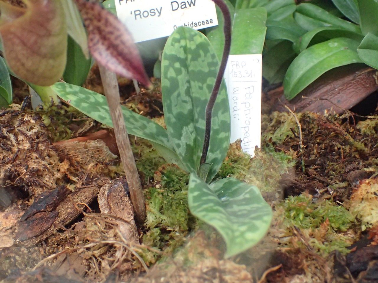 Paphiopedilum wardii habit
