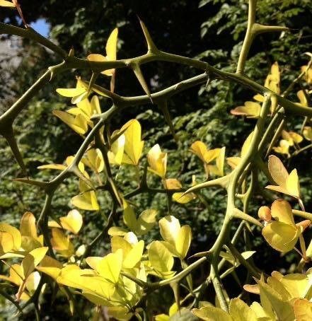 Poncirus trifoliata leaf