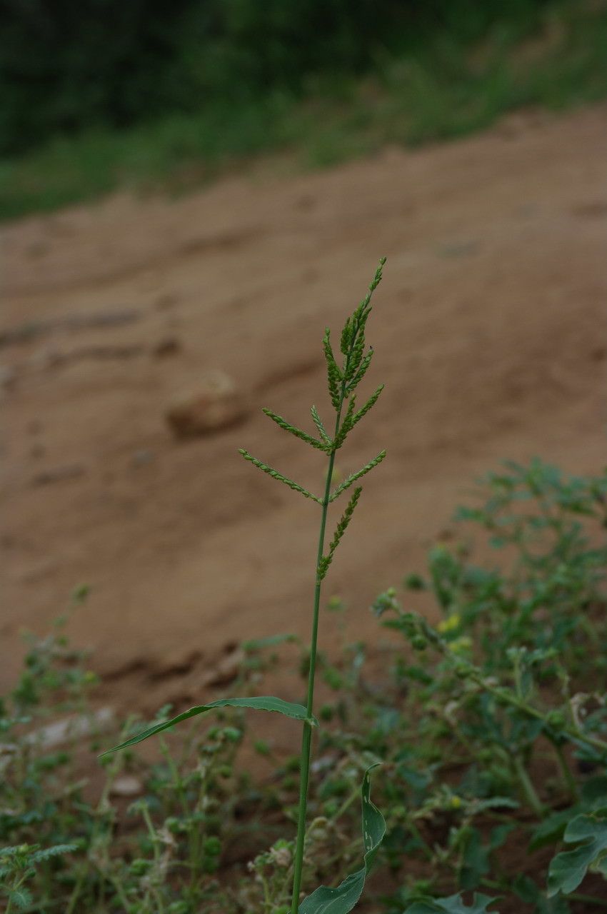 Brachiaria lata habit