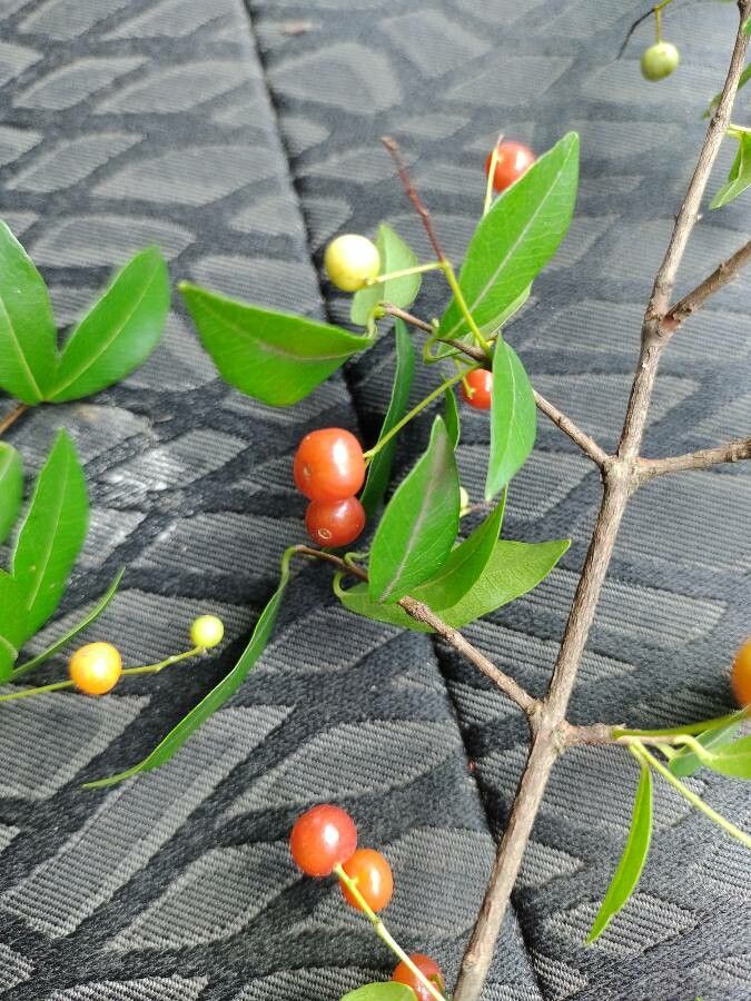 Myrcia laruotteana fruit