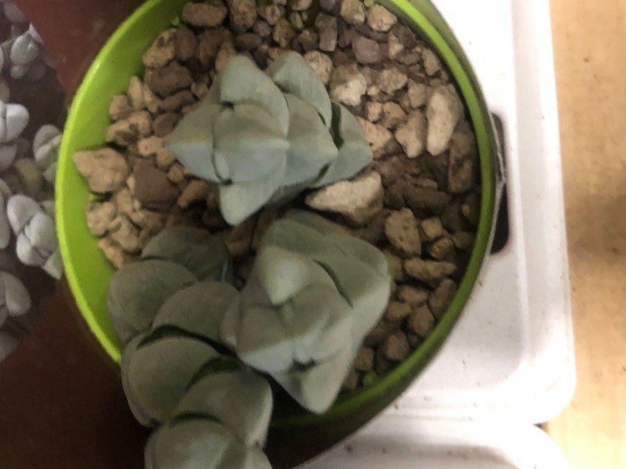 Crassula deceptor — search result for 'Crassula'