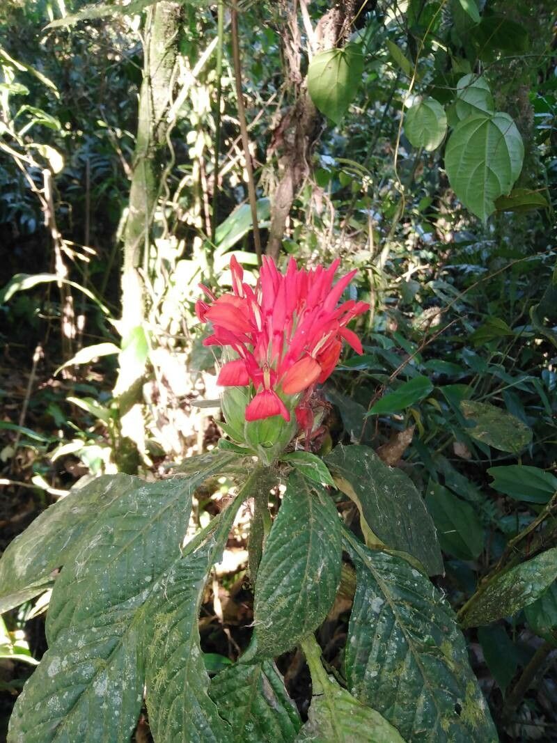 Aphelandra tridentata — search result for 'Aphelandra'