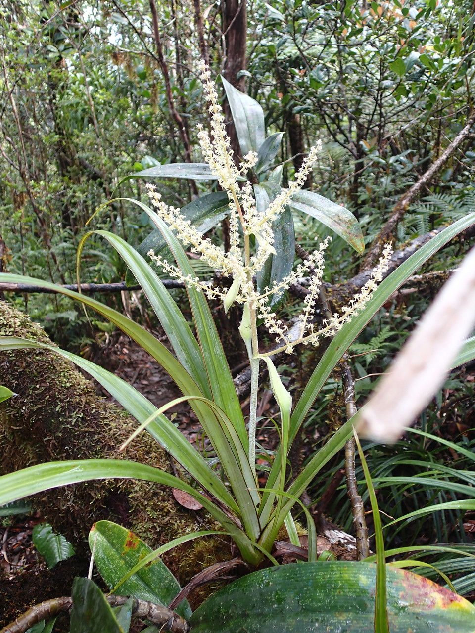 Astelia neocaledonica — houseplant care guide